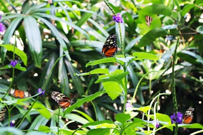 Walk through free-flying butterfly habitat
