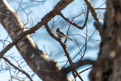 Birdwatching